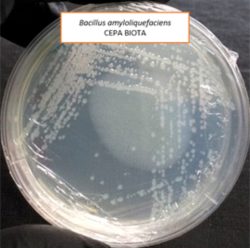 Bacillus amyloliquefaciens 1