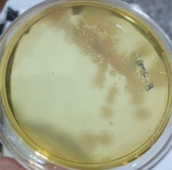 Bacillus amyloliquefaciens 2