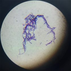 Bacillus amyloliquefaciens 3