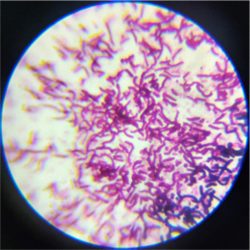 Bacillus megaterium 1