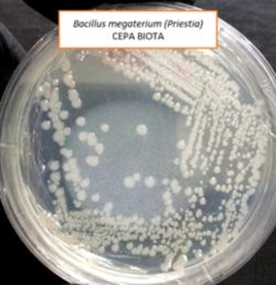 Bacillus megaterium 3