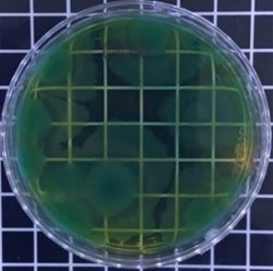 Bacillus subtilis 2