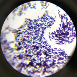 Bacillus subtilis 3