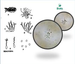 Beauveria bassiana 3