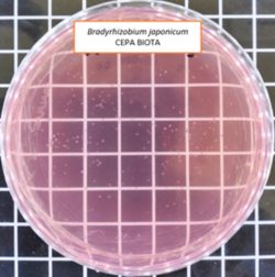 Bradyrhizobium japonicum 1