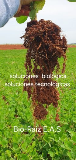 soluciones biologicas