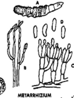 Metarrhizium anisopliae